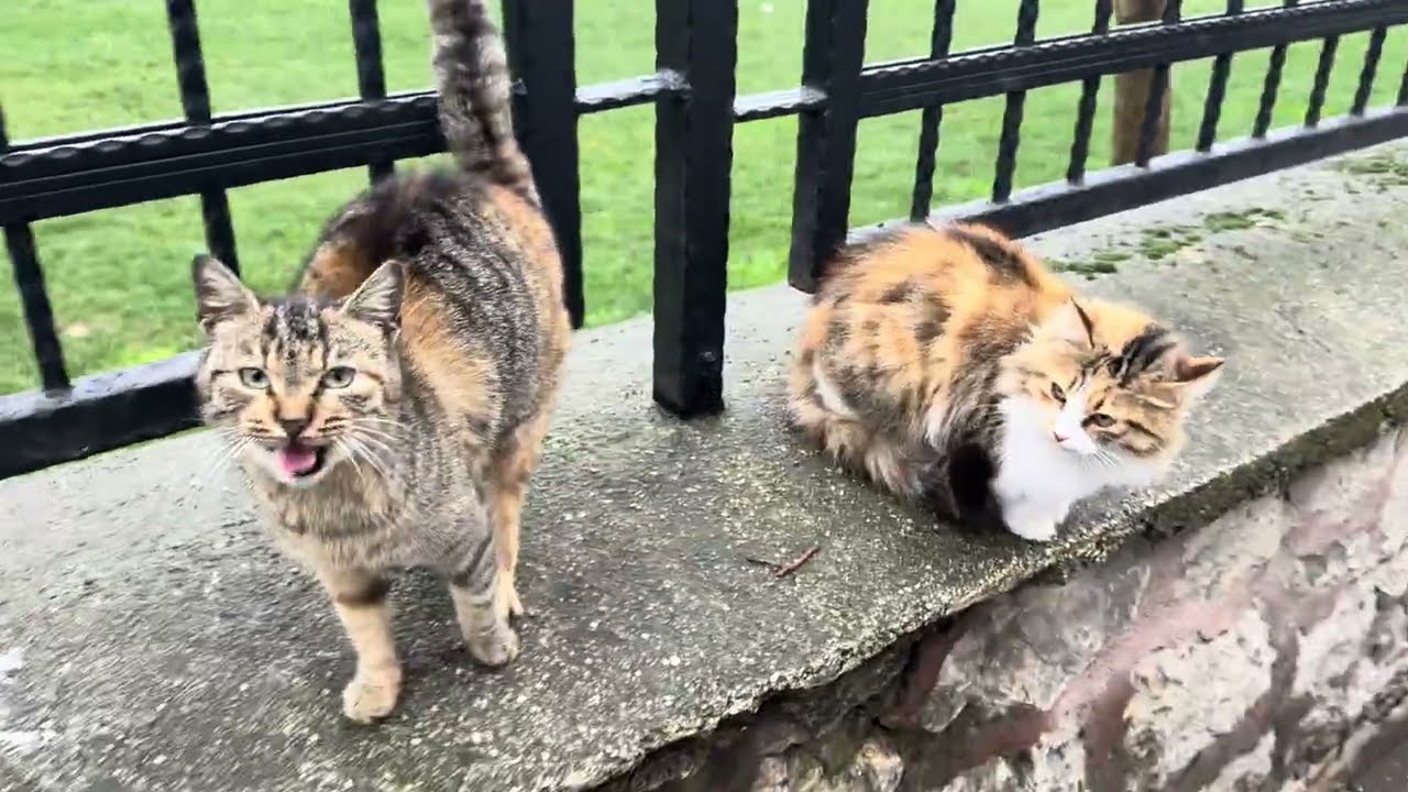 Look how cold the cats are getting left outside in this freezing weather.