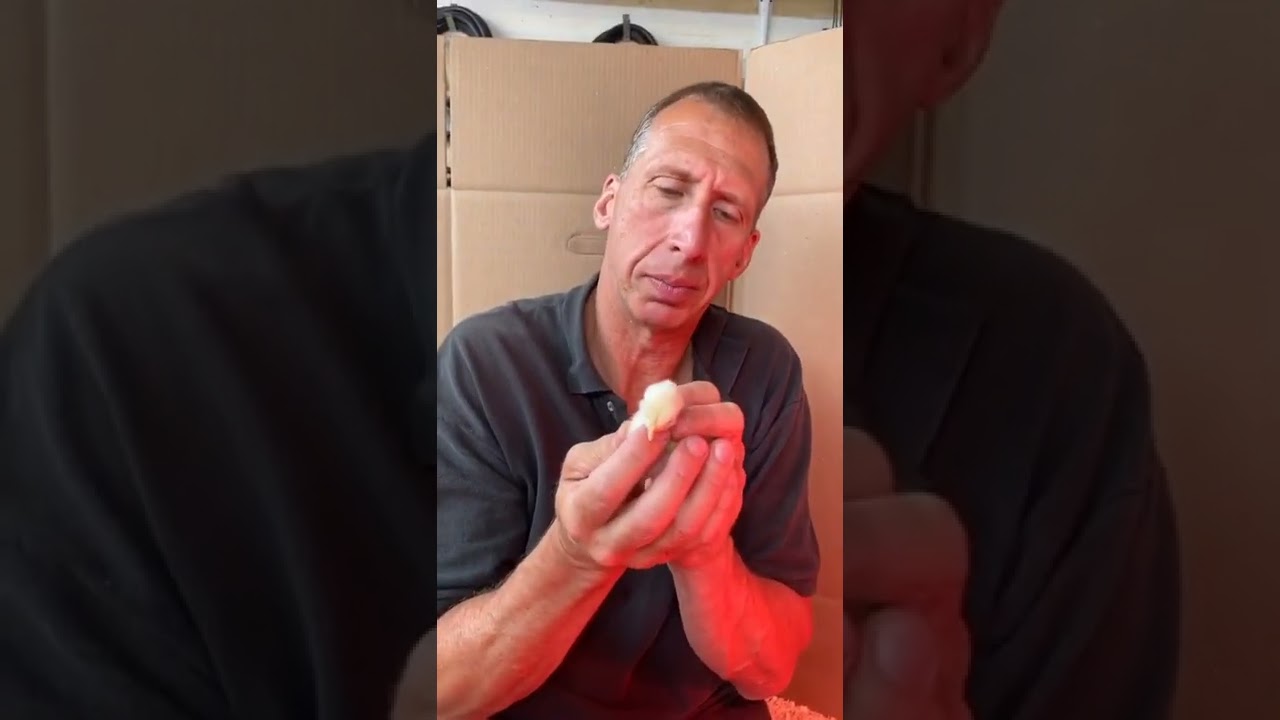 Naming the baby chickens😂 #Shorts