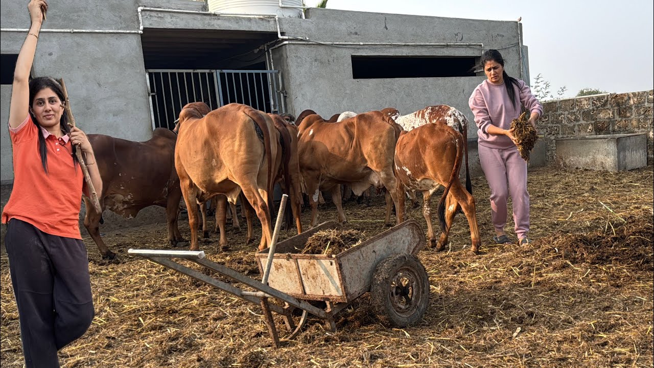 Ajj hamare farmhouse trees ka special kaam chalu ho gya 