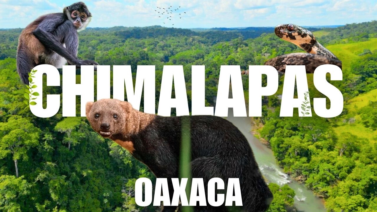Oaxaca Salvaje: La Selva de los Chimalapas y su Riqueza Natural