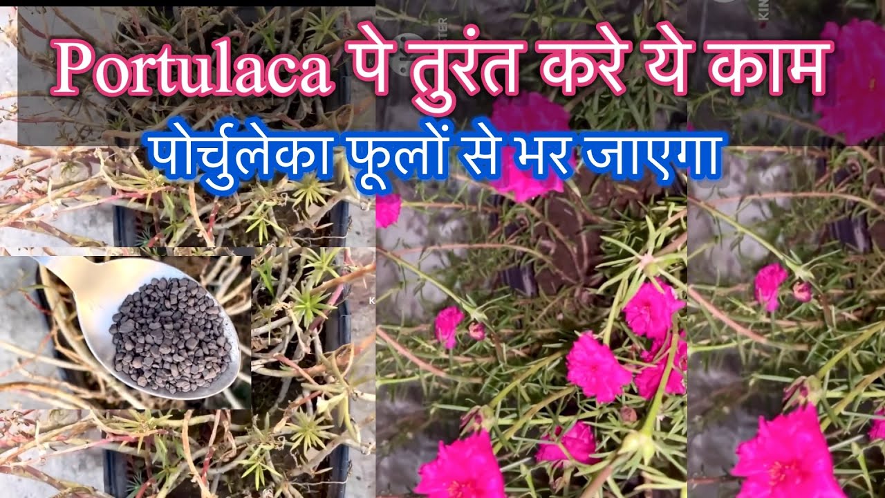 सर्दी ख़त्म होने से पहले portulaca पर तुरंत करे ये ज़रूरी काम,फ़रवरी में पौधा फूलों से भर जायेगा