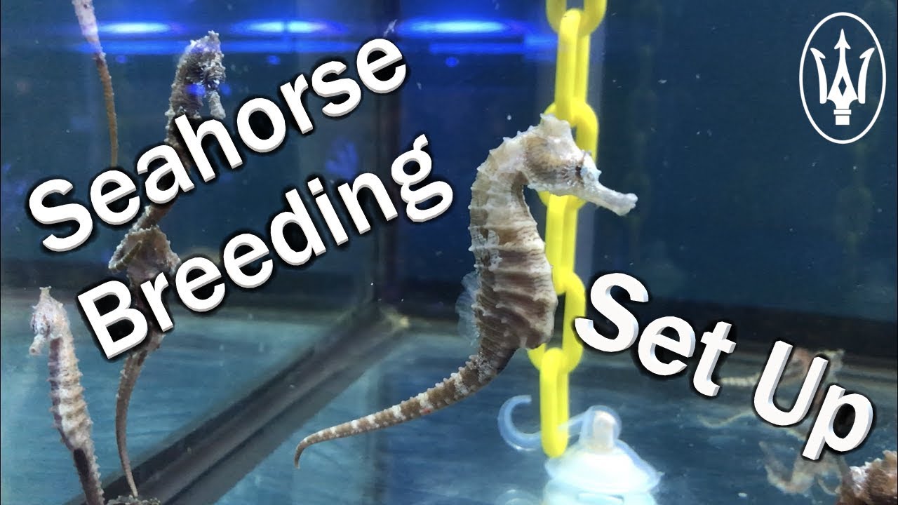 Inside Our Seahorse Breeding Facility!