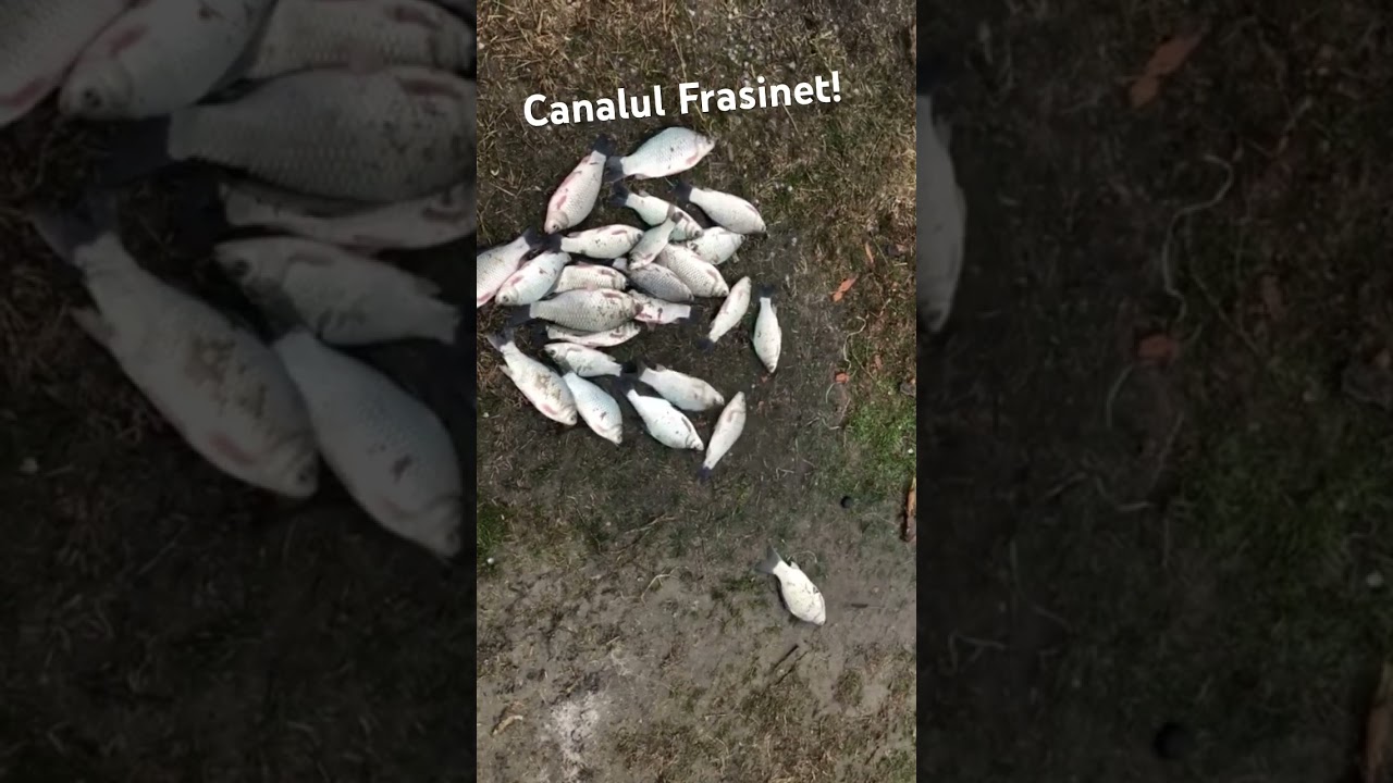 Am rupt Carasul pe Canalul Frasinet in 2-3 ore cu undița. Bonduel cu 2 viermuși.