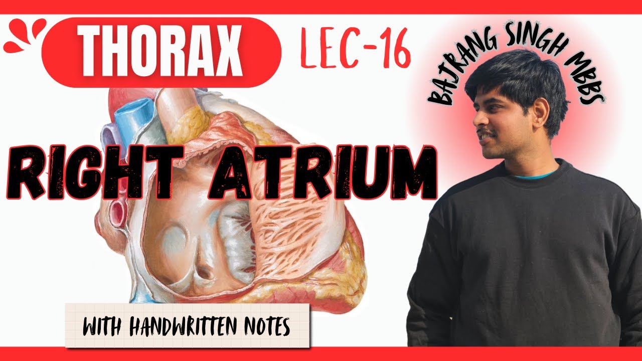 Right Atrium Of Heart Anatomy || External & Internal Features Of Right Atrium  || Thorax Anatomy