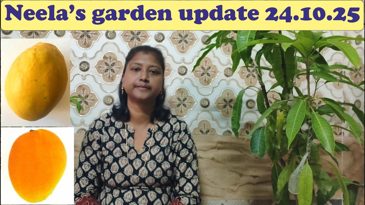 Neela's garden update 24 October 2025