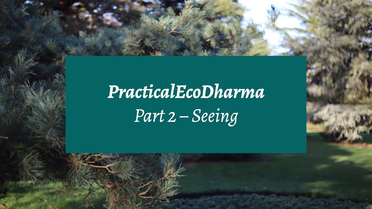 Practical EcoDharma | Part 2 – Seeing