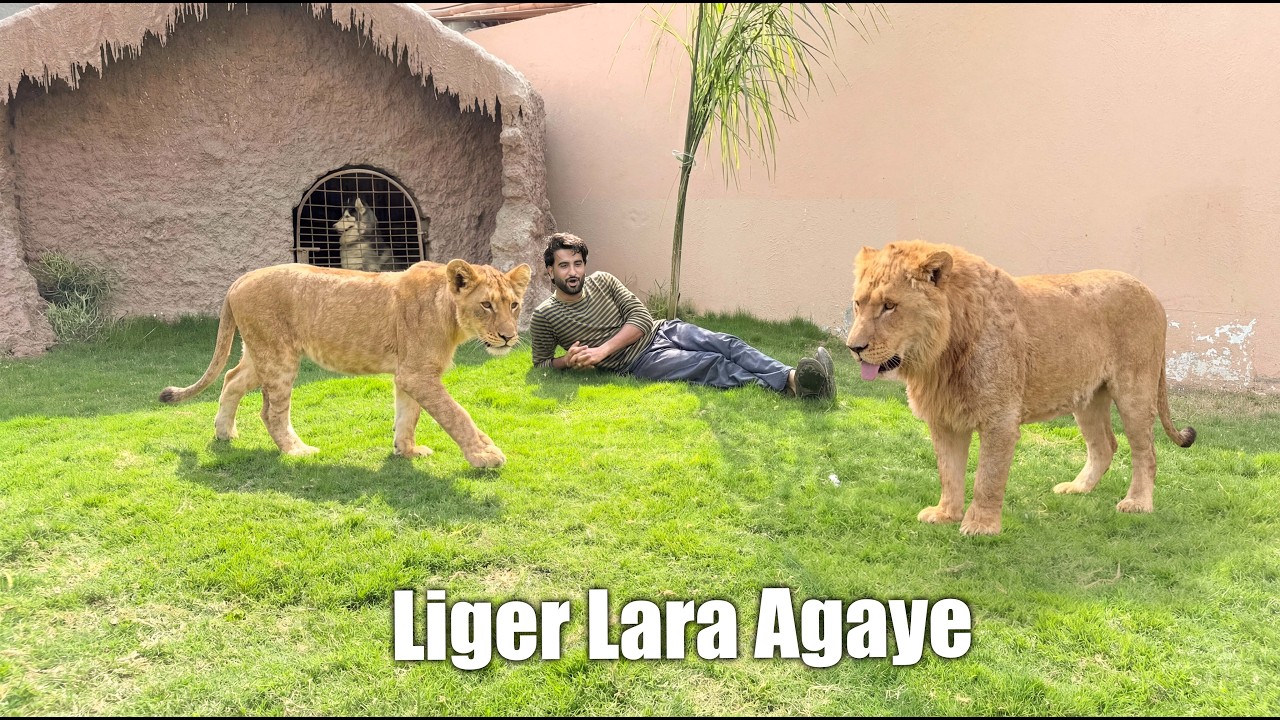 Liger Lara Minizoo Agaye 😍