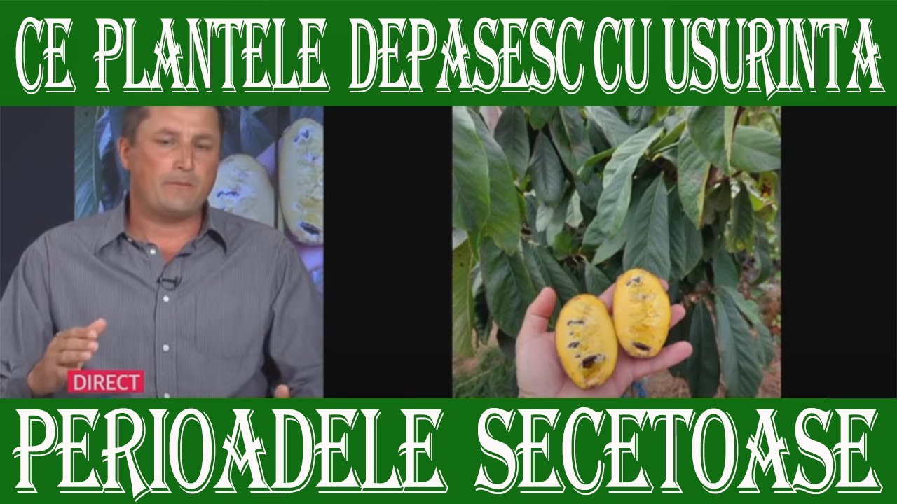 Ce plante rezista mai bine la seceta si cum le ajutam sa treaca peste perioadele secetoase. Canal 33