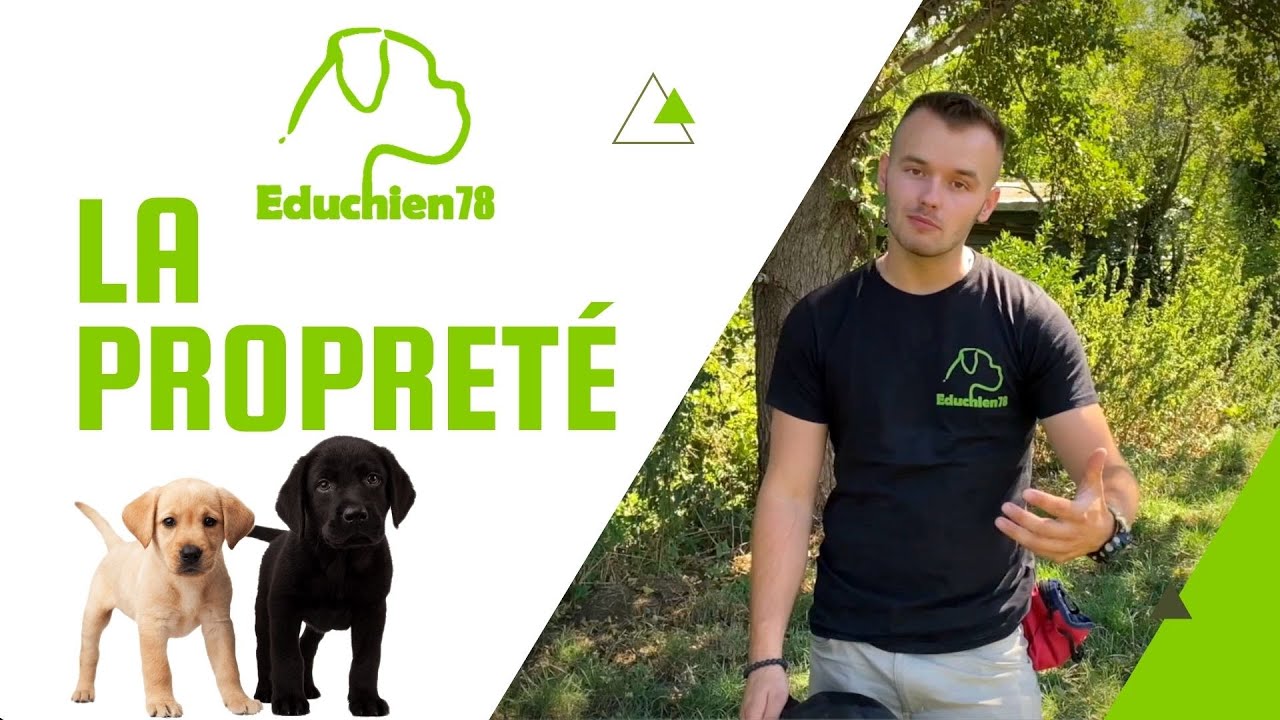 Comment avoir un chiot propre rapidement ? M&eacute;thode et conseils