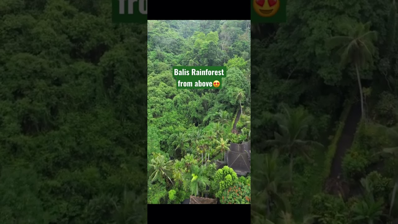 RAINFOREST in BALI from above😍 #bali #drone #rainforest #nature #travel #shorts #short #viral #yt