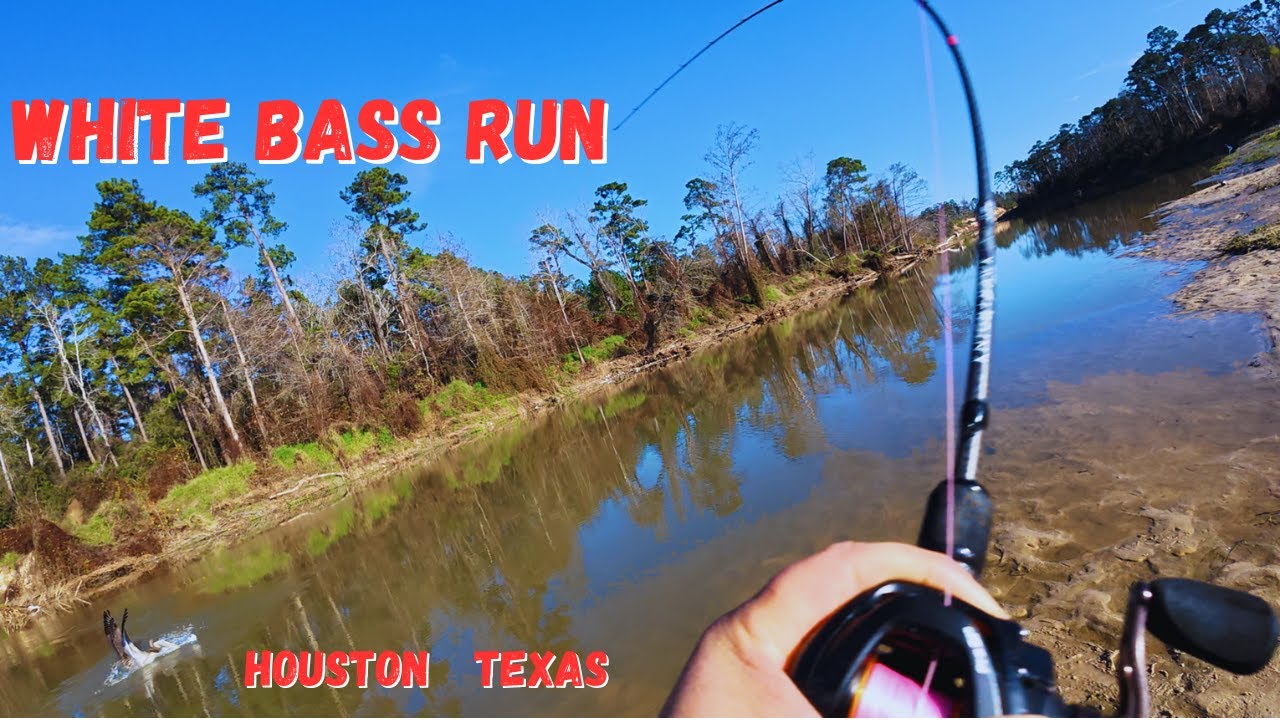 Quick After-Work White Bass Trip | Early Run in a Houston Creek