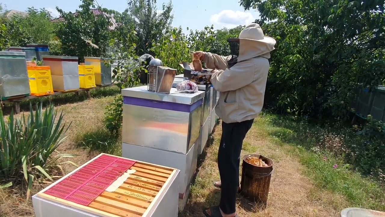 681.Administrez turta proteica.