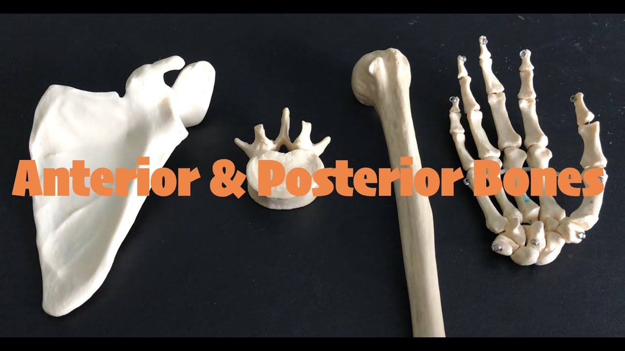 Anterior & Posterior bones