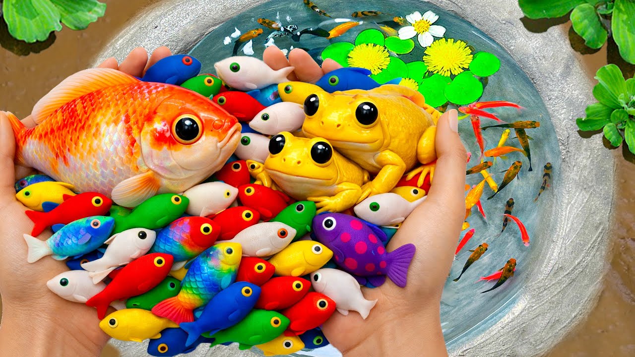 Catch Stranger Freshwater Aquarium Fish in Small Pond Baby Turtle, Catfish, Crayfish, Goldfish, Frog