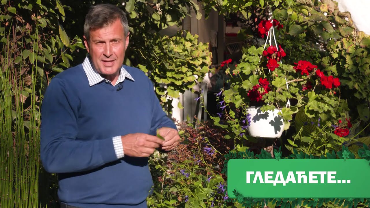Cvetni kutak ep. 53 12.11.2020. Floraekspres, kadifica, euforbije, brazilska žalfija, Čačak, park