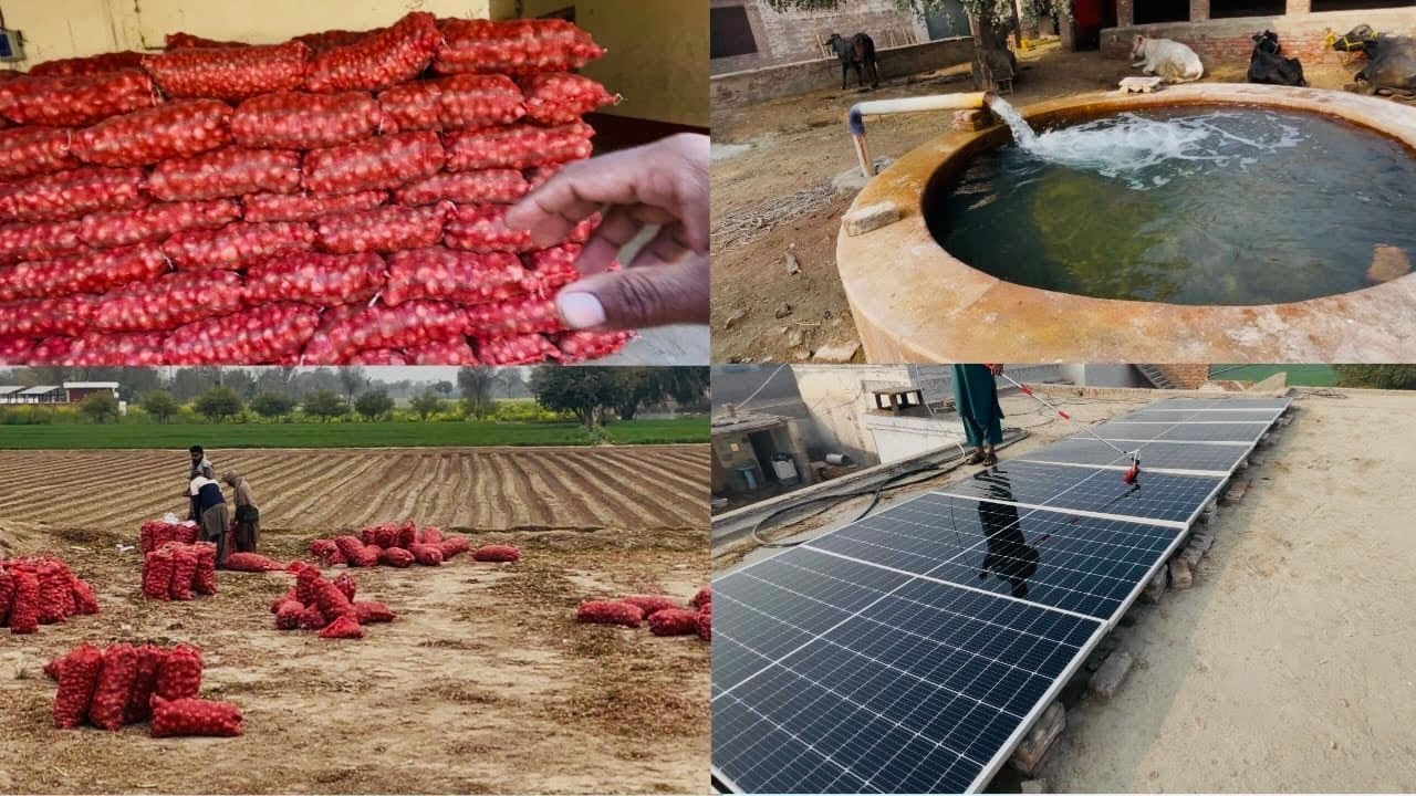 Aaj ka kaam Piyaz ghr a gya solar plate ki safi kardi 