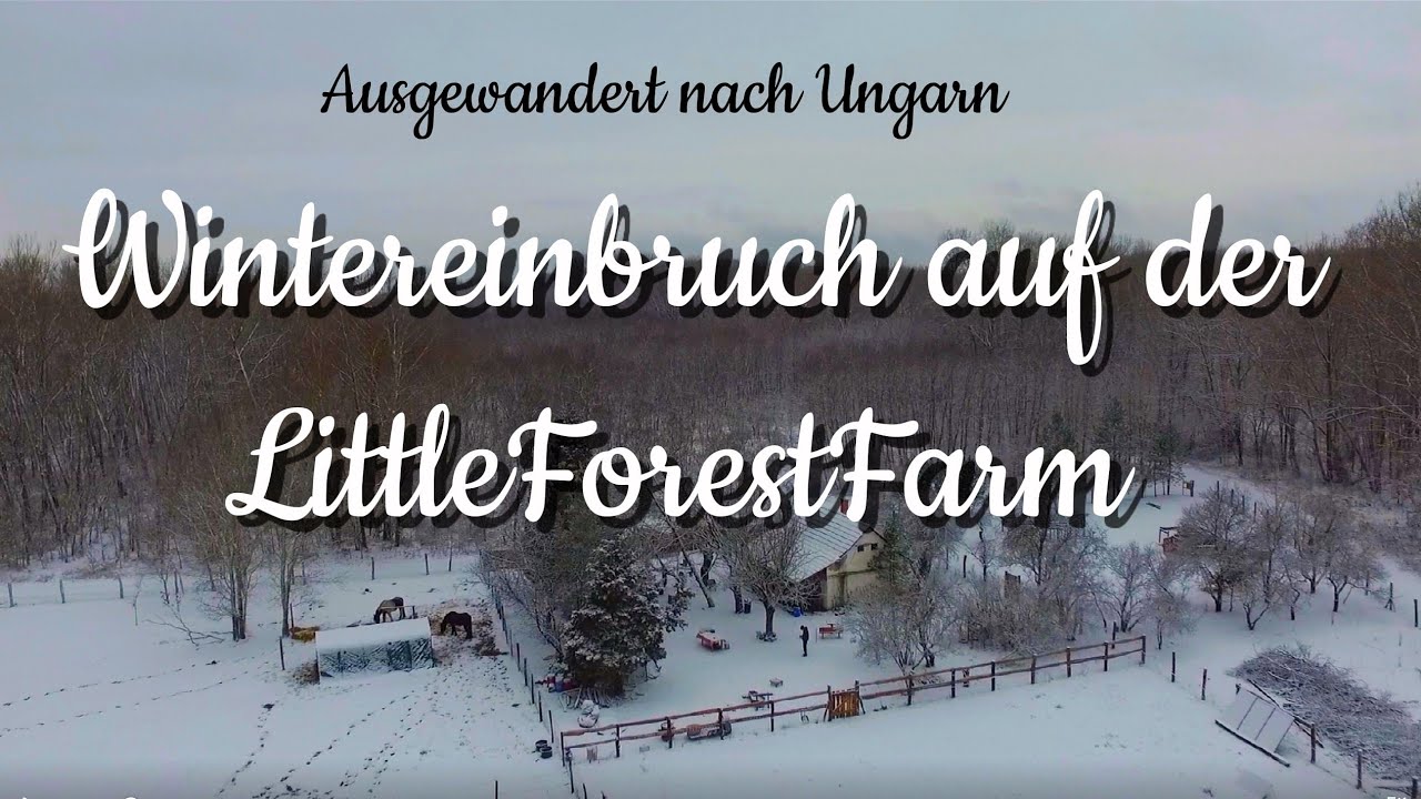 Unser #ALLTAG im #Winter bei #Minusgraden und viel #Schnee.🌨️❄️#waldleben🌳#AUSWANDERN🙏#WONDERLAND☃️