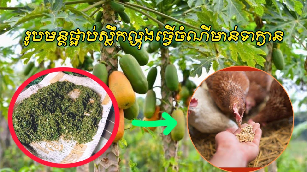 របៀបផ្អាប់ស្លឹកល្ហុងធ្វើចំណីមាន់ទាក្ងាន