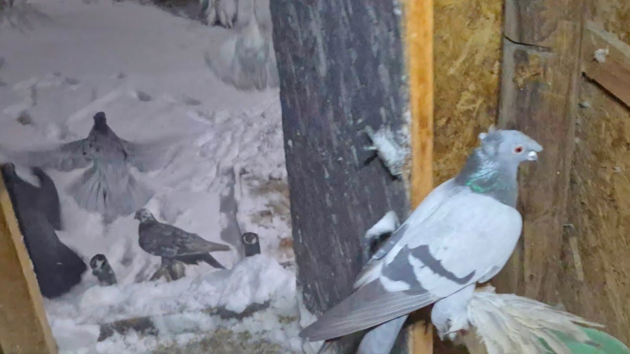 Ночные голуби, ночные движения. #голуби #кептер #pigeon 