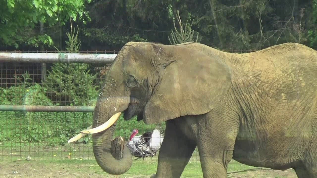 Olmense Zoo, 2018