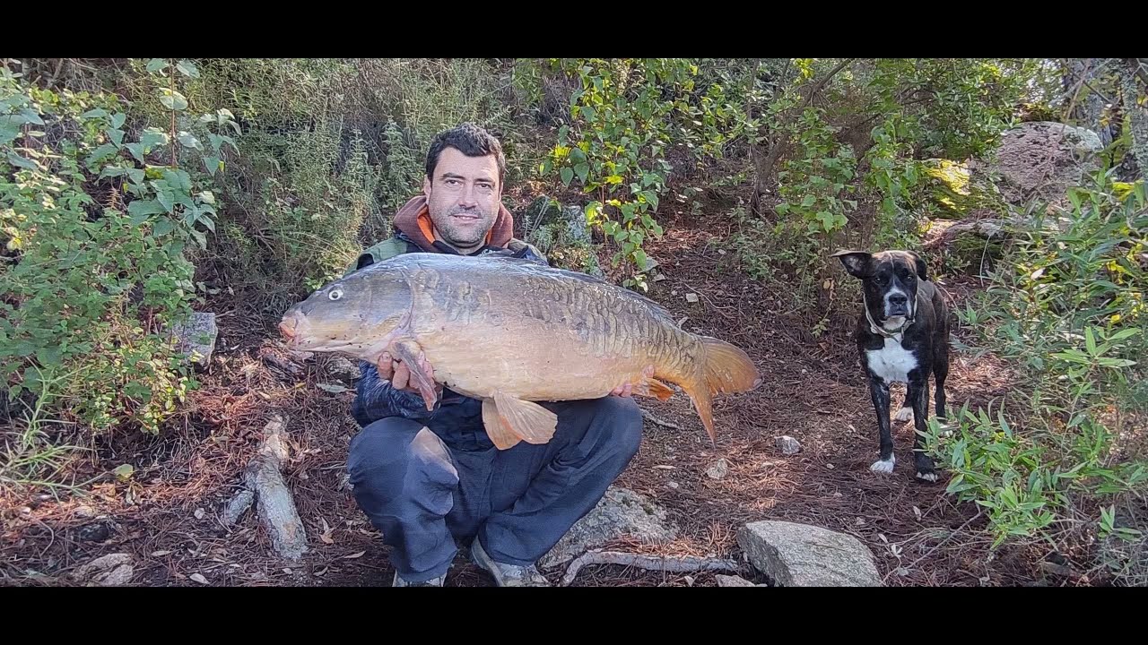Carpfishing, pesca en Las Jaras, picada en directo, 