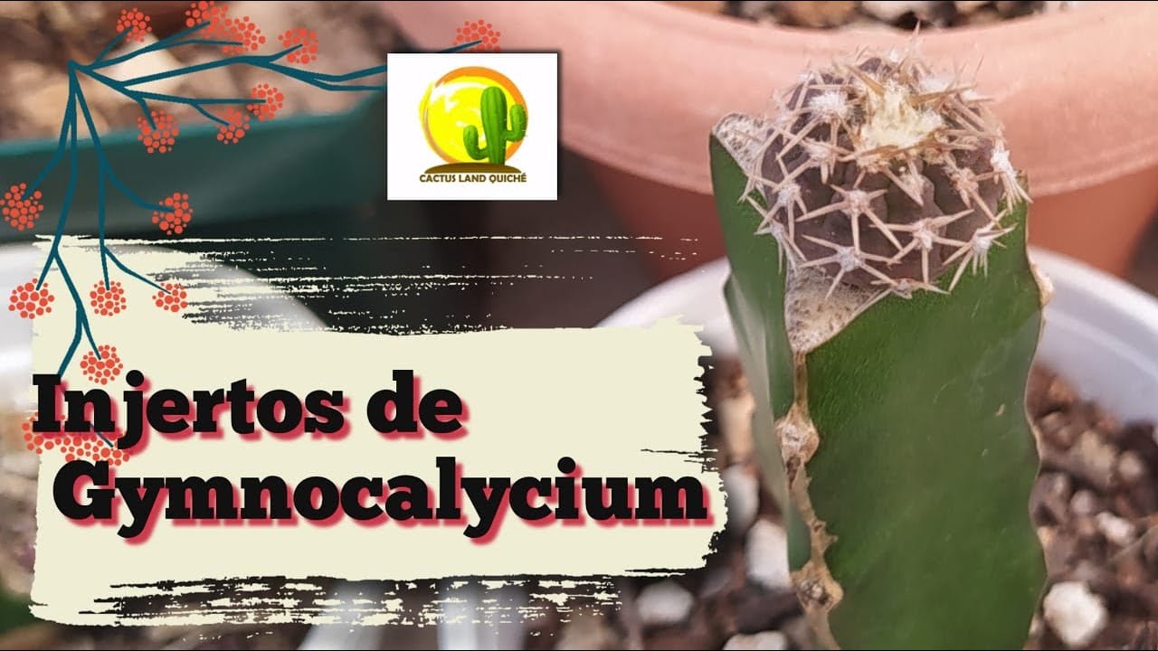 Injerto de Gymnocalycium Ragonesei sobre hylocereus // Cactus Land Quiché #Cactus #Suculentas