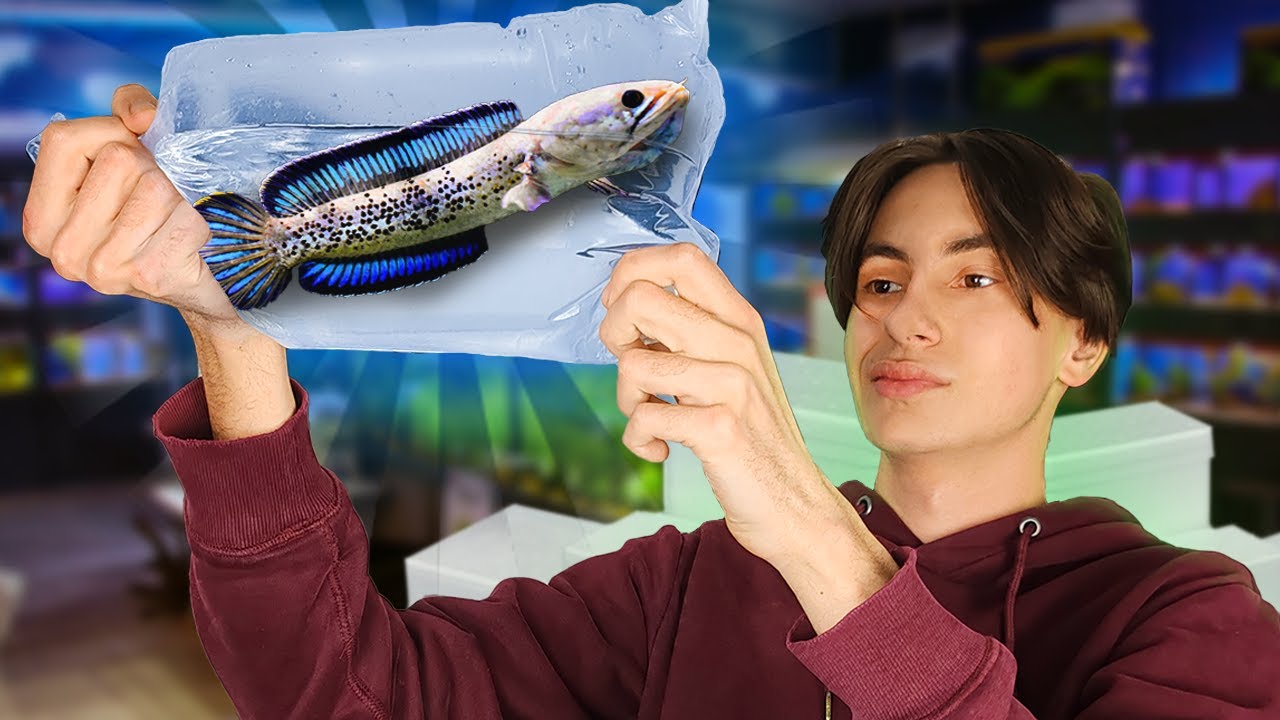 J&rsquo;ai fait 3000km pour ce POISSON PR&Eacute;DATEUR super rare ! (je t&rsquo;explique tout)