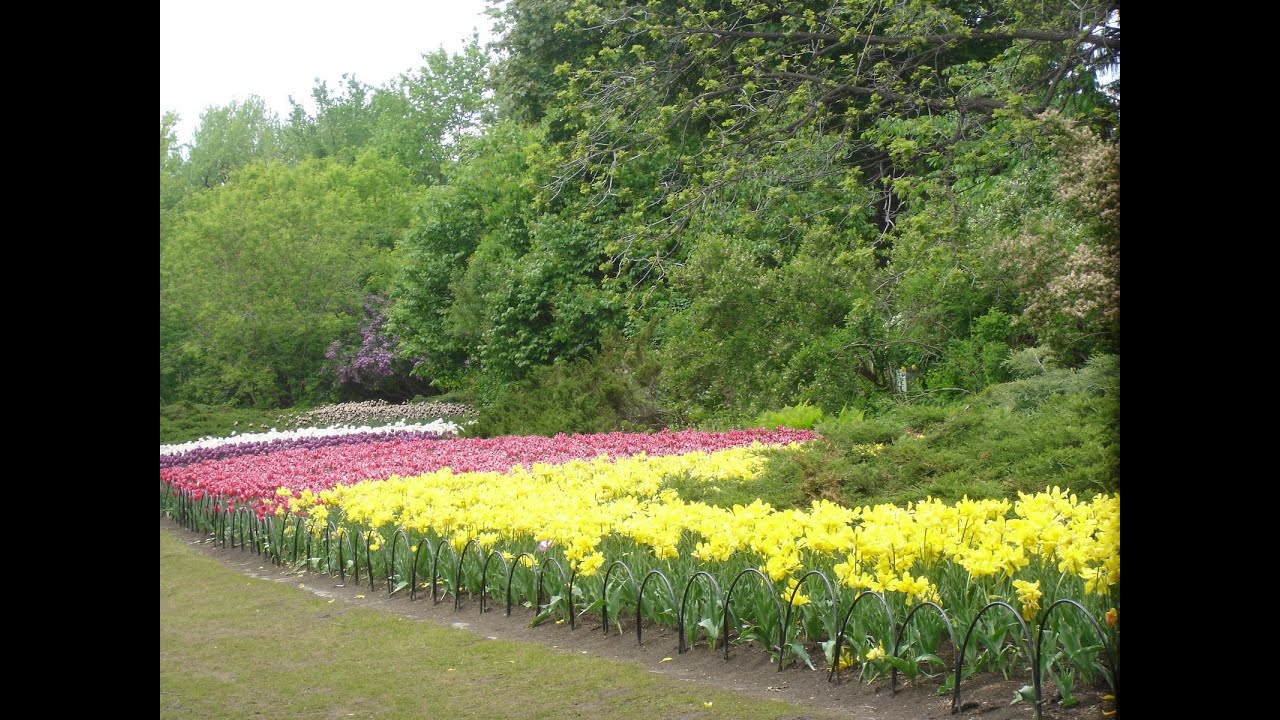 Canadian Tulip Festival, Ottawa, Ontario, Canada.