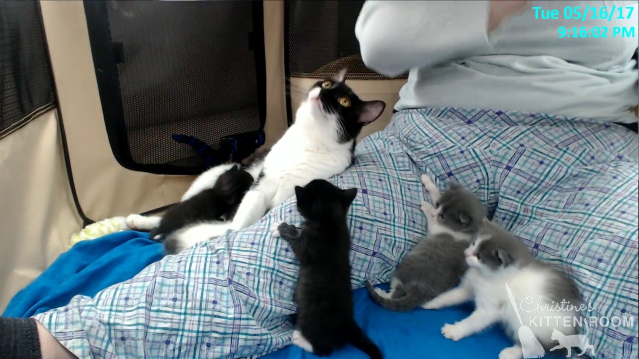 Cleo and the Cartoon Kittens - Evening Visit 5/16