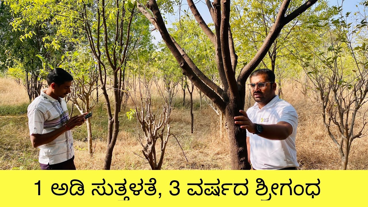 1ft Sandalwood Girth just in 3 years ..! How this is possible 🫡