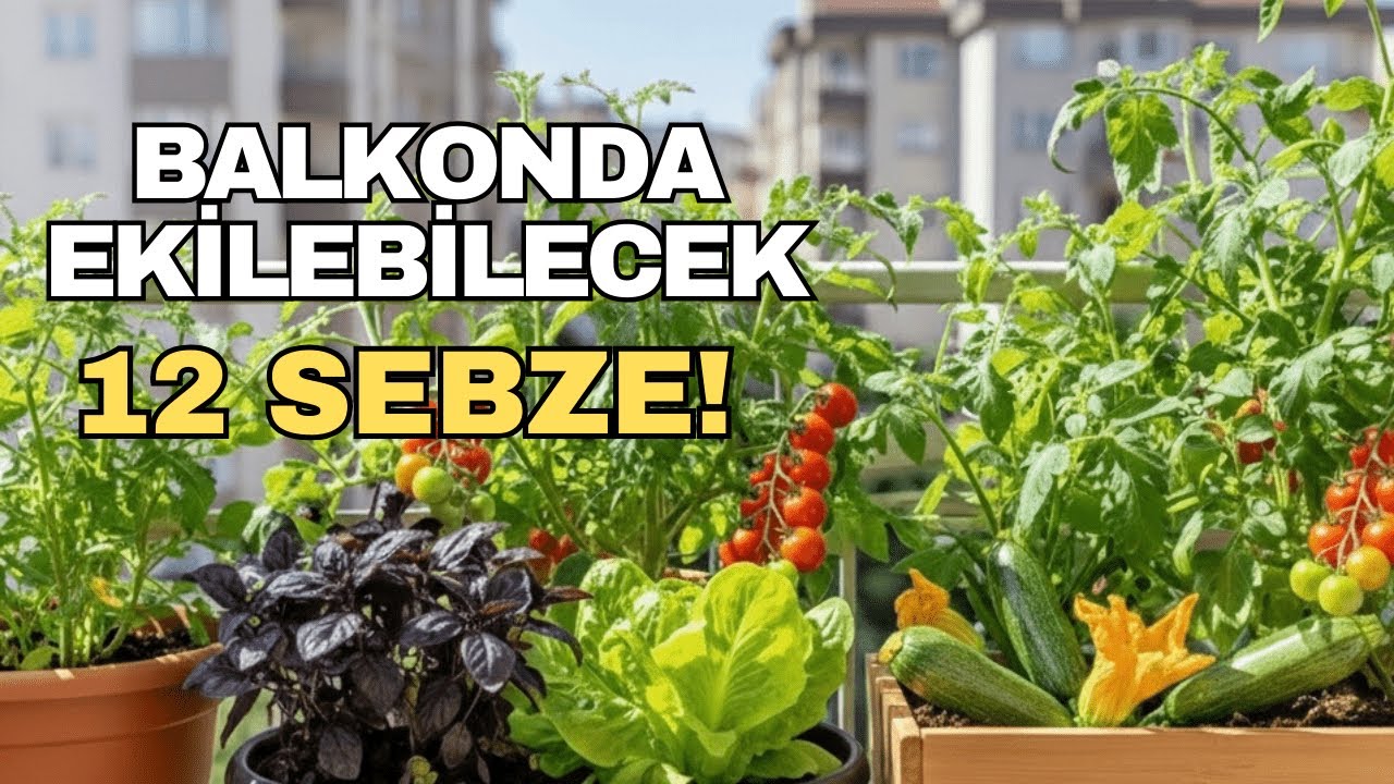 Balkonda sebze yetiştir sebzeye para harcama!