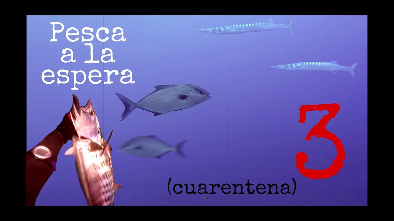 PESCA 🎯🐟a la espera 🐟🎯003  SPEARFISHING GRUPER1007