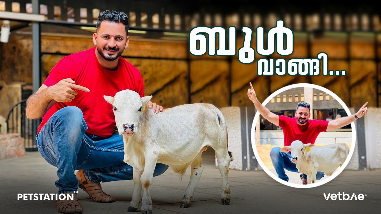 Punganur bull.. കുള്ളൻ കാളയെ വാങ്ങി.. വീടിനകത്ത്‌ വളർത്താവുന്ന ബ്രീഡ്‌.. 😎 🐂