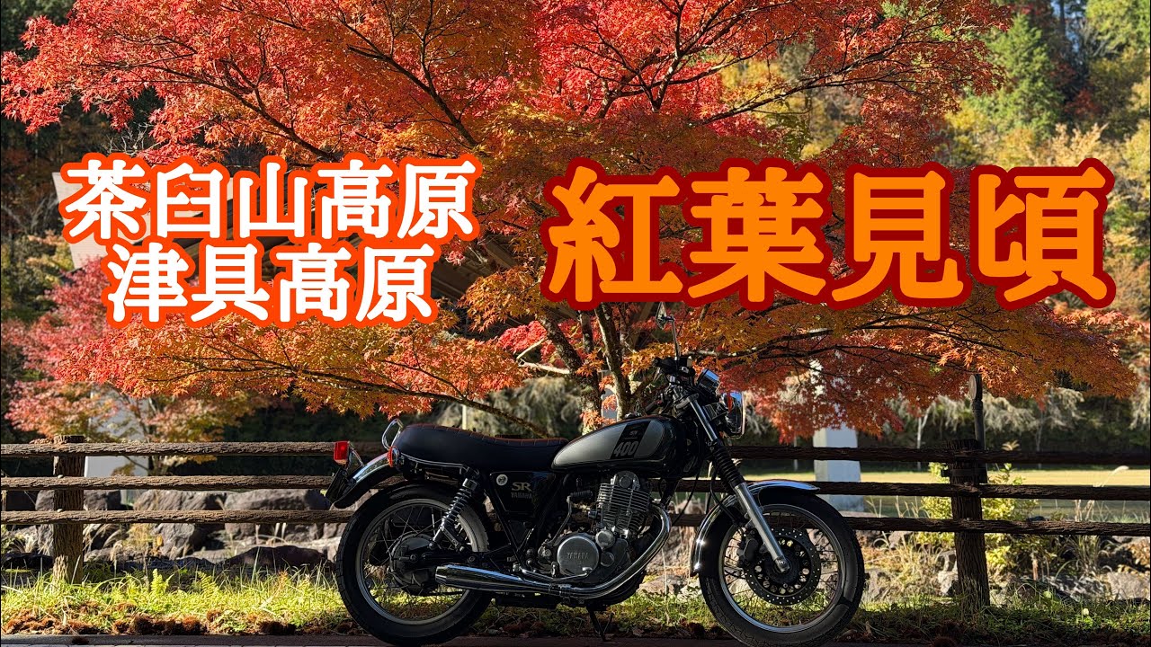 473.【紅葉】見頃です！茶臼山高原(2025.11/6現在)【SR400】