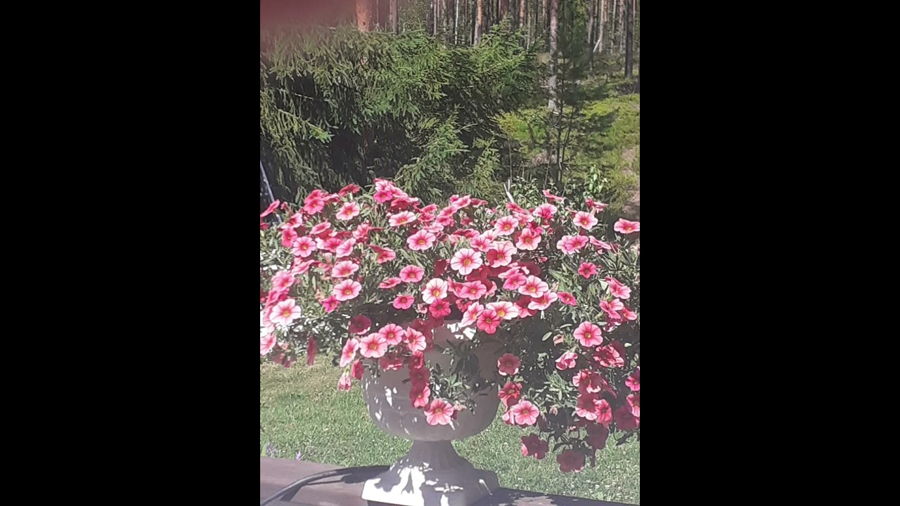 🔮Älä laula haaste Final🔮