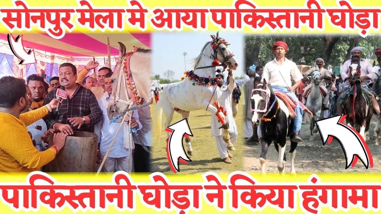 पाकिस्तानी घोड़ा ने सोनपुर मेला में मचाया हंगामा | इस घोड़े का भारत में नही है कोई जोड़ा कीमत करोड़ो