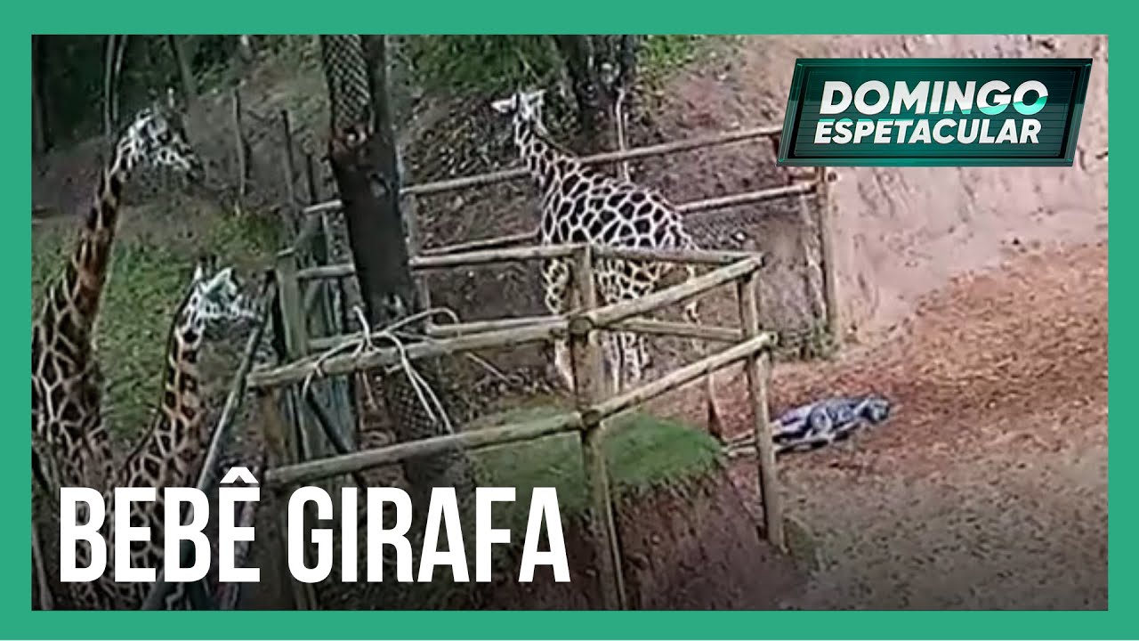 Filhote de girafa rara nasce no zoológico do interior de SP