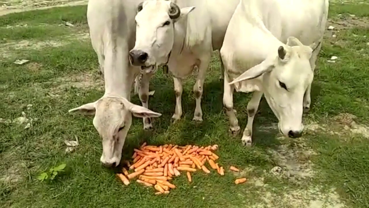 GauSewa ,, serving fresh carrot  to orphaned cows , गऊ सेवा ,