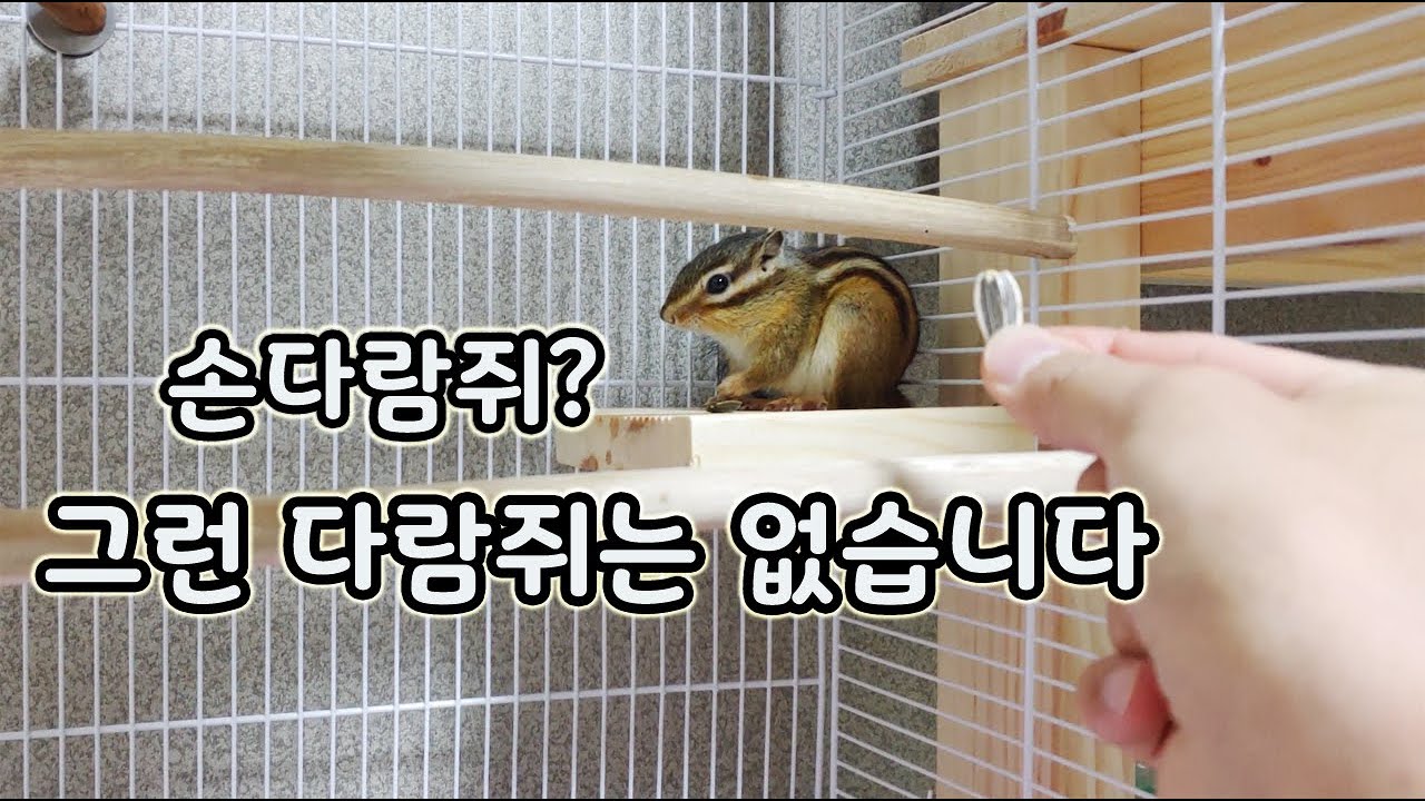 [오브리더] 다람쥐도 쥐 입니다! 다람쥐 키우기의 기초와 실상