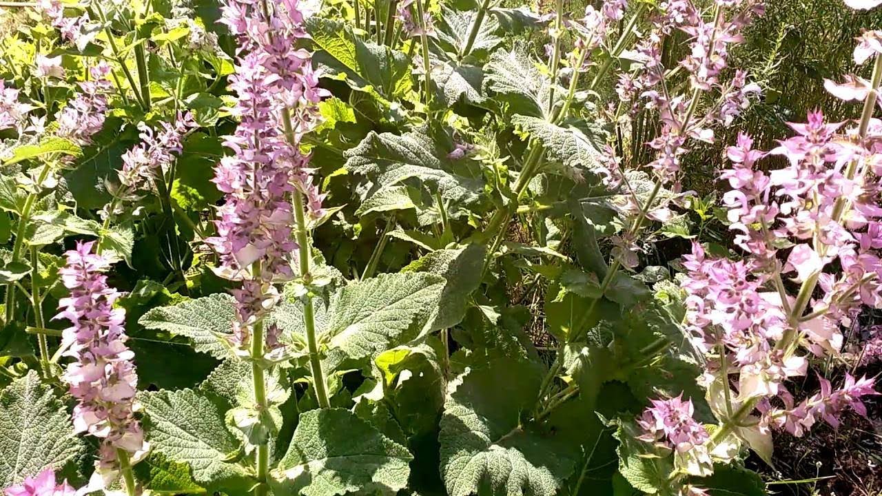 Salvia sclarea (medicinal plant)