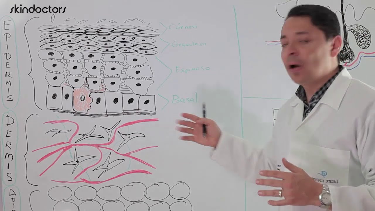 PARTE 1 - Curso Prescripción Productos Cosméticos y Dermatológicos / LA PIEL