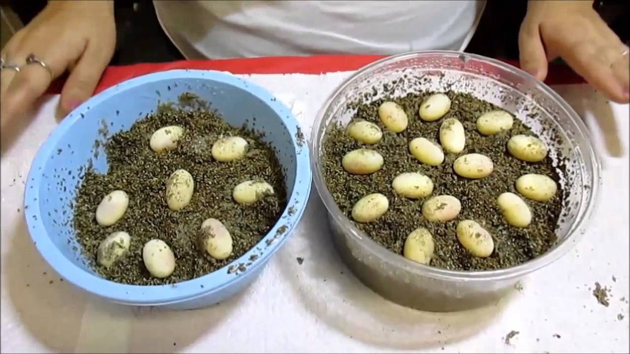 Bearded dragon eggs: Nursery Notes