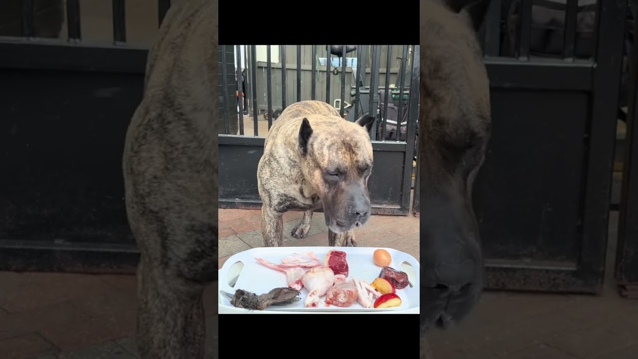 Feeding my dog a kosher raw diet