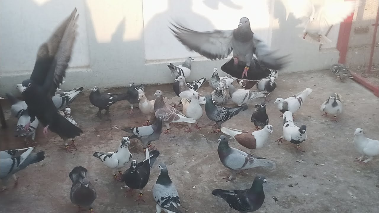 Kabootar Pigeon اج کبوتر بازی لڑائیاں کا شوق ہے 🕊️🕊️🕊️