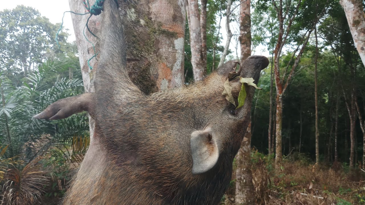 Cara Memasang Jerat Pelontar Untuk Binatang Buas Seperti Babi Hutan Ampuh