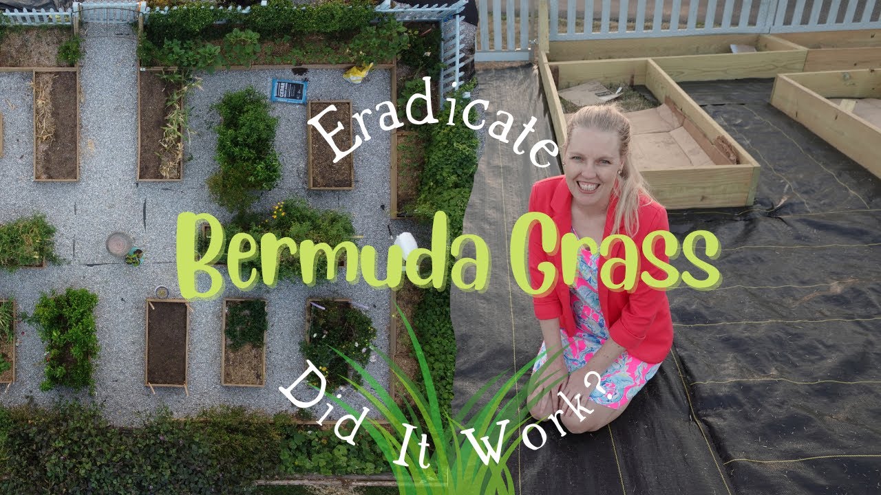 Control Bermuda Grass in a Raised Garden | Did It Work?