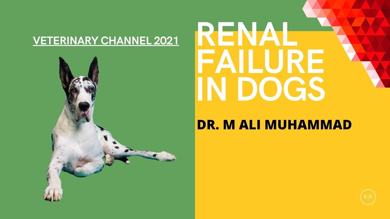 Veterinary Internal Medicine: The Etiology, Pathophysiology, And Diagnosis Of Renal Failure In Dogs
