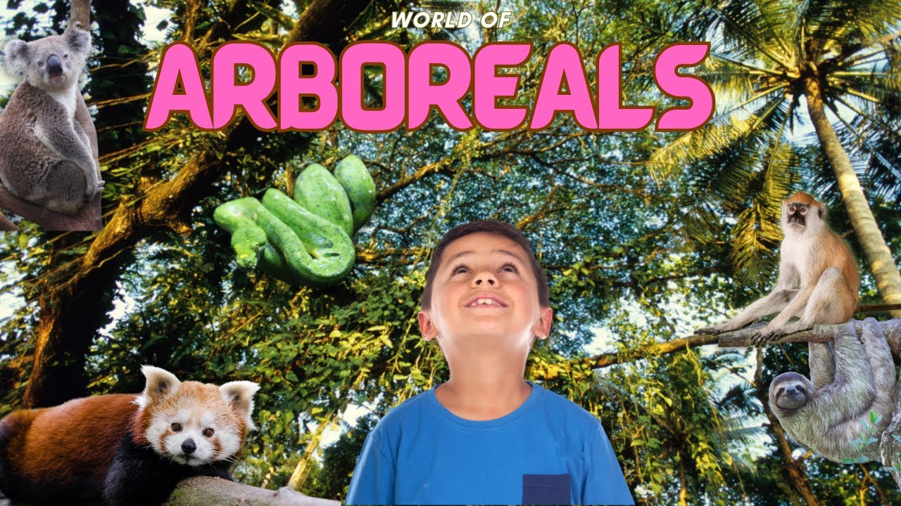 Treetop Treasures | World of Arboreals| Animals | Learning for Kids!..