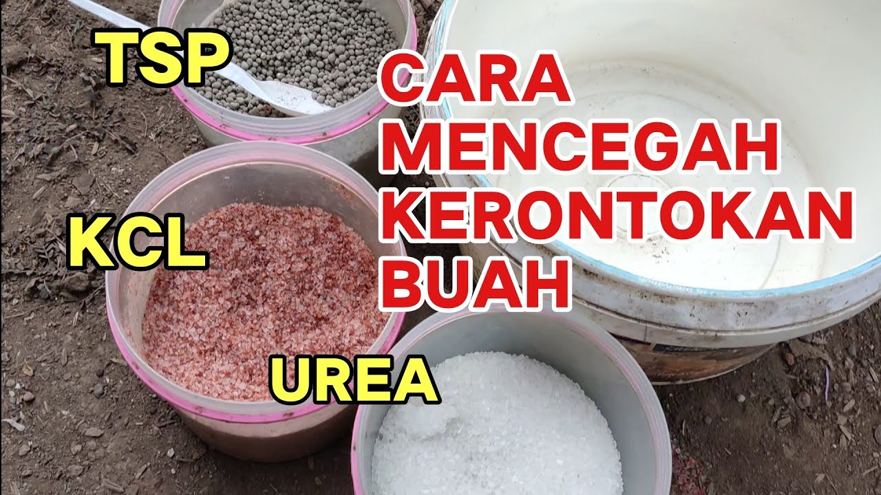 PUPUK 