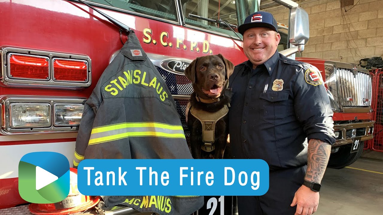 Tank The Fire Dog | Studio209